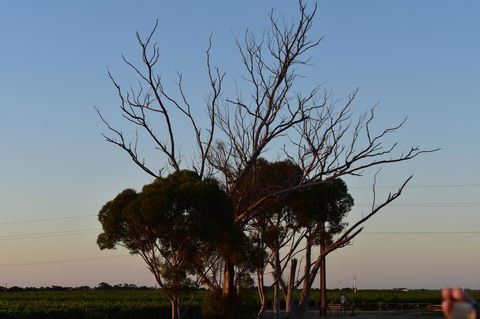 A Coonawarra Experience - Tourism Search 24