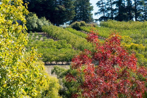 The Manor Basket Range - Tourism Search 16