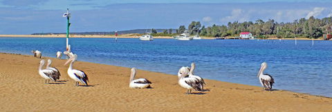 Pelican Motor Inn - Tourism Search 29