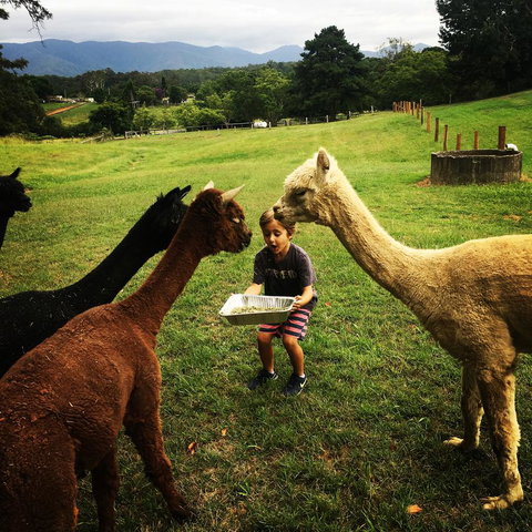 The Lodge Bellingen - Tourism Search 44