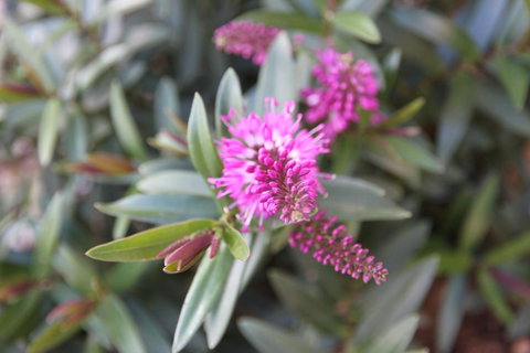 Grand Manor Motor Inn - Tourism Search 3