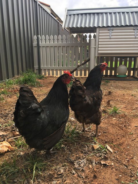 Thelma's Temora - Tourism Search 13