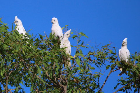Aurora Kakadu Lodge - Tourism Search 9