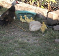 Corella Creek Country Farm Stay - Tourism Search