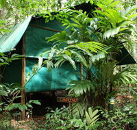 Daintree Crocodylus - Tourism Search