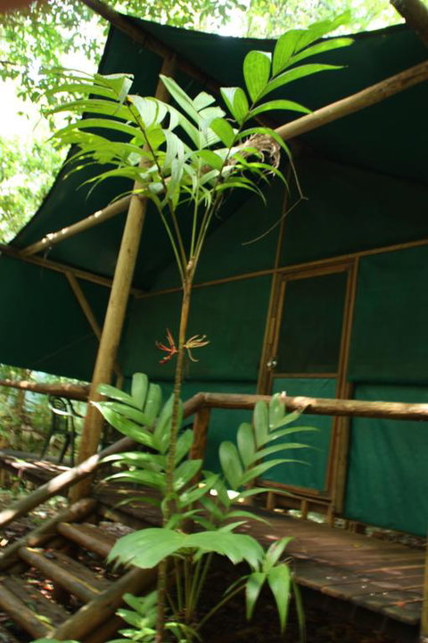 Daintree Crocodylus - Tourism Search 3