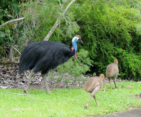 Daintree Rainforest Bungalows - Tourism Search 3
