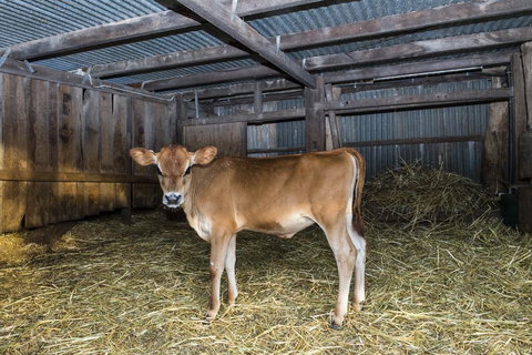 Dairyman's Cottage - Tourism Search 0