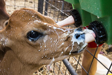 Dairyman's Cottage - Tourism Search 2