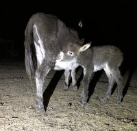 Donkey Tales Farm Cottages - Tourism Search