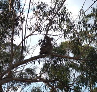 Escape to the Country - Enjoy the firepit or explore magical Bunya Mountains