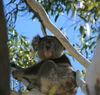 Levi Park Caravan Park - Tourism Search