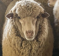 Mascot Cottage - Pet Friendly and Complimentary Breakfast Hamper - Tourism Search