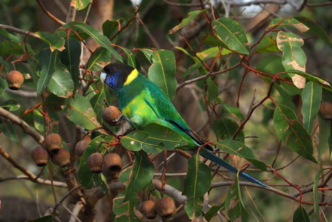 Banksia Tourist Park - Tourism Search 15