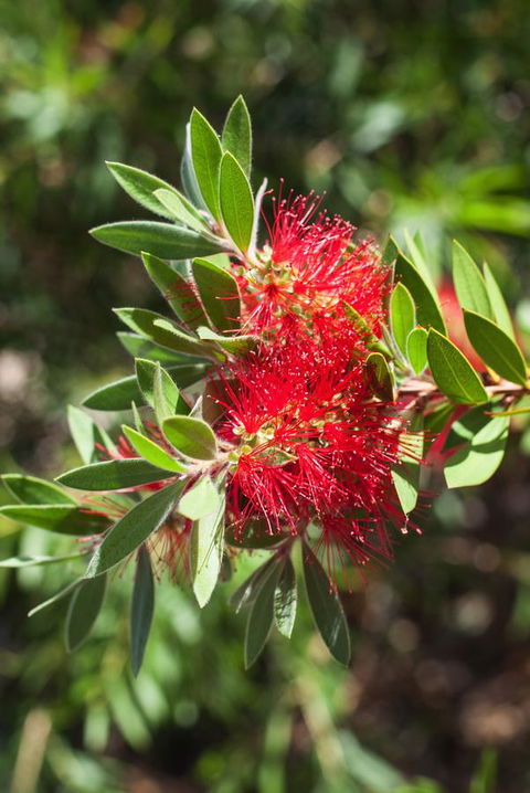 Banksia Tourist Park - Tourism Search 26