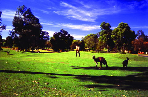 Novotel Vines Resort Swan Valley - Tourism Search 3