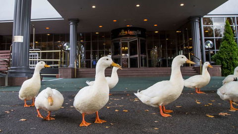 Country Club Tasmania - Tourism Search 9