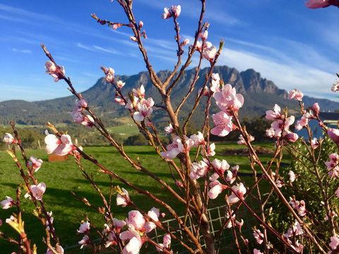 Manna Hill Farm - Tourism Search 3