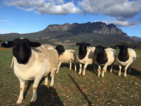 Manna Hill Farm - Tourism Search 28