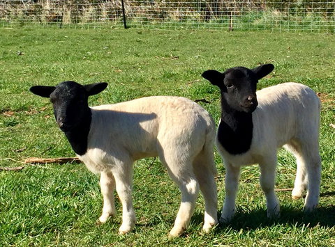 Manna Hill Farm - Tourism Search 2