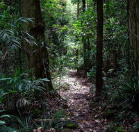 Springbrook Lyrebird Retreat