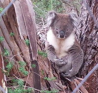Stringybark Hills Retreat - Tourism Search