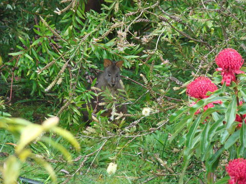 Southern Forest Accommodation - Tourism Search 12