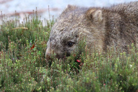 Cradle Mountain Wilderness Village - Tourism Search 32