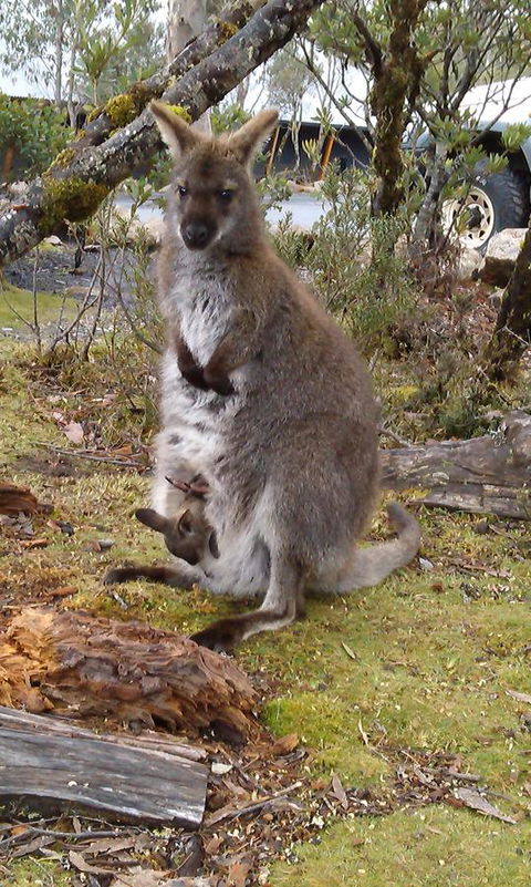 Cradle Mountain Wilderness Village - Tourism Search 33