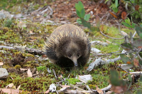 Cradle Mountain Wilderness Village - Tourism Search 34