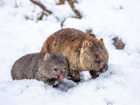 Cradle Mountain Hotel - Tourism Search 2