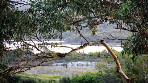 KINGFISHER COTTAGE Beachfront At The Binalong Bay - Tourism Search 17