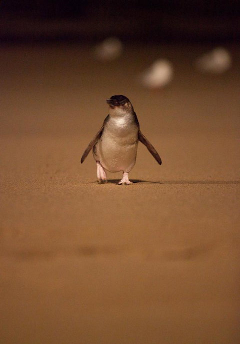 BIG4 Ingenia Holidays Phillip Island - Tourism Search 9