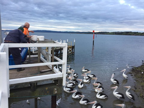 Pelicans Motel San Remo - Tourism Search 18