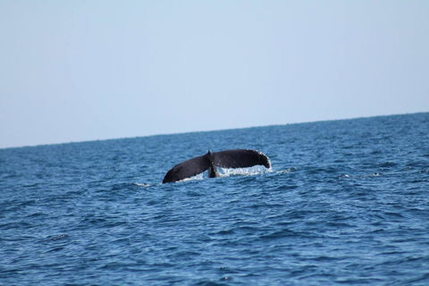 The Cove Holiday Village - Tourism Search 1