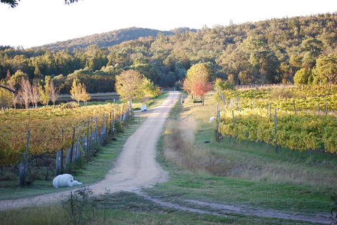 Twisted Gum Vineyard Cottage - Tourism Search 1
