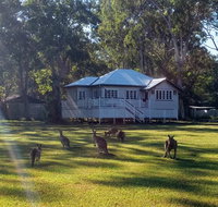 Lake Weyba Noosa Lodge  Kangaroos - Tourism Search