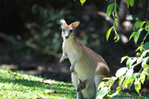 Sanctuary Palm Cove - Tourism Search 6