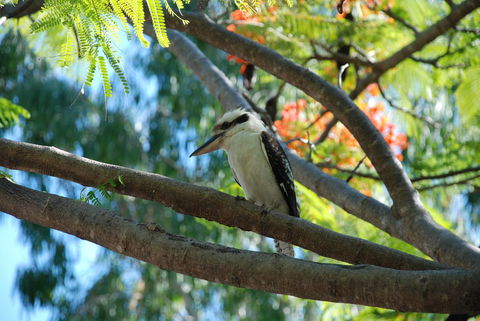 Sanctuary Palm Cove - Tourism Search 7