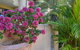 Villa San Michele (Official) - thumb 4