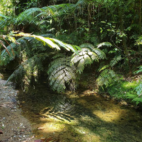 A Daintree Garden - Tourism Search 4