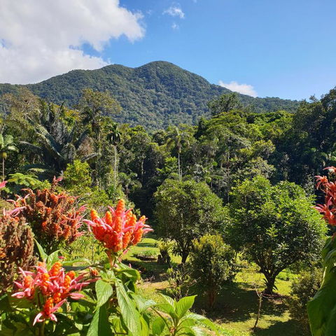 A Daintree Garden - Tourism Search 2
