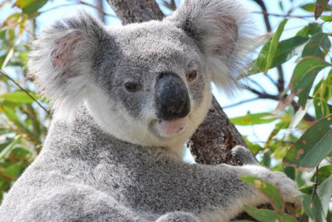 AFFORDABLE ISLAND ESCAPE! Queen Studio, Nelly Bay - Tourism Search 2