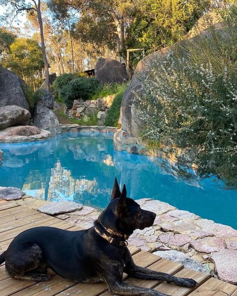 A Paradise For Dogs And A Magical Retreat For Hoomans - Tourism Search 4
