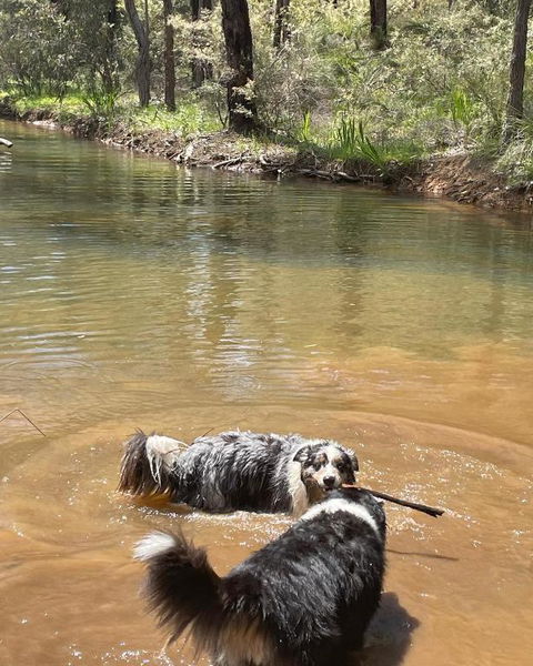 A Paradise For Dogs And A Magical Retreat For Hoomans - Tourism Search 2