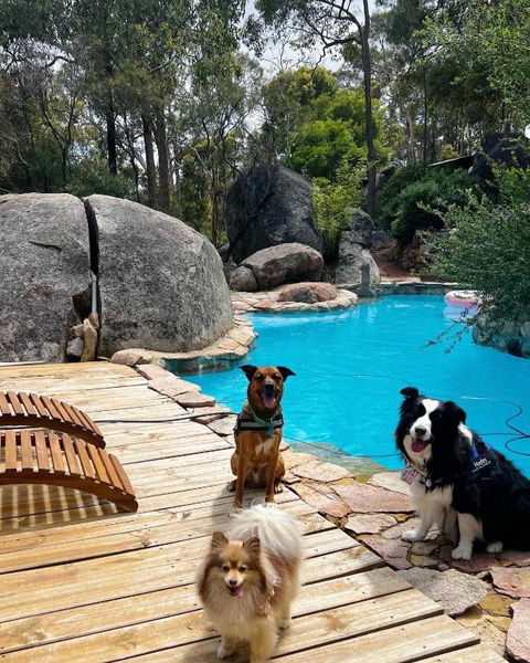A Paradise For Dogs And A Magical Retreat For Hoomans - Tourism Search 1