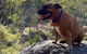 A Paradise For Dogs And A Magical Retreat For Hoomans - thumb 3
