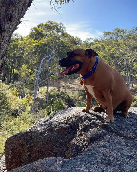 A Paradise For Dogs And A Magical Retreat For Hoomans - Tourism Search 3