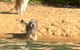 Anchors Away At Innes Park Opp Park & Beach Dogs Welcome Inside - thumb 0