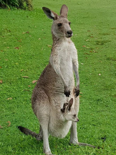 At Melaleuca 3 - Tourism Search 3